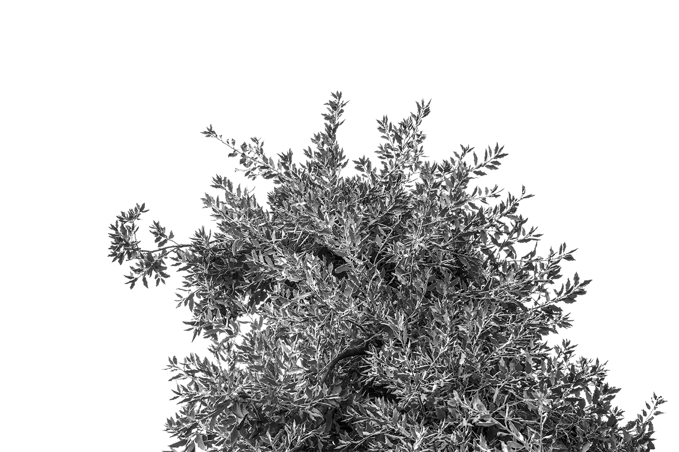 Tree Style 3
